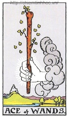 Học bói bài Tarot: Bốn Lá Ace Trong Tarot